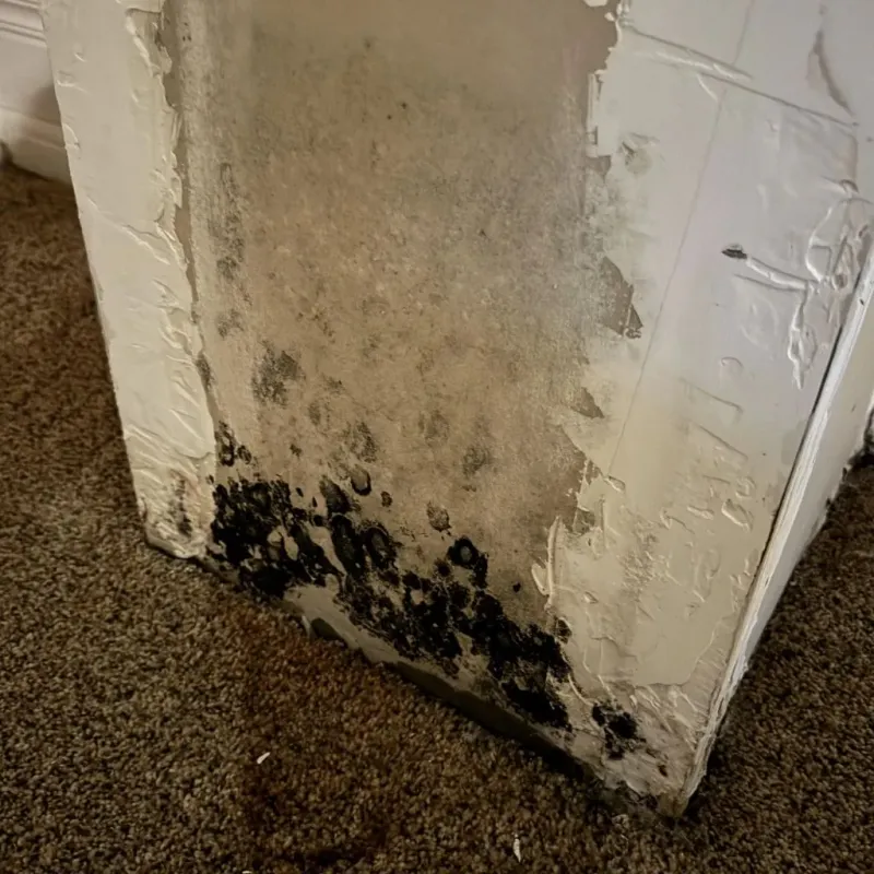 Professional Mold Removal in North Adams, MA